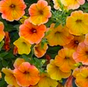 FAMOUS APRICOT